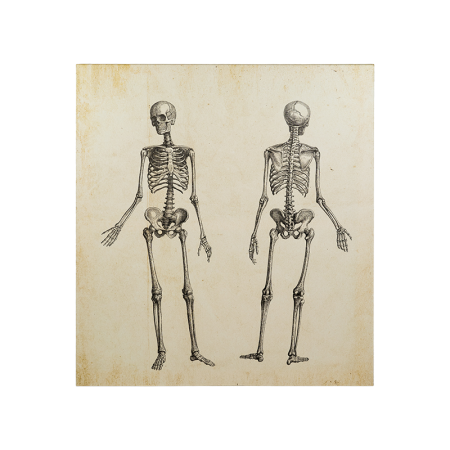 картина skeleton 104х114 фотопечать