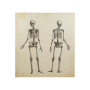 картина skeleton 104х114 фотопечать
