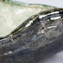блюдо oyster shell big, керамика ручной работы