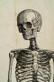 картина skeleton 104х114 фотопечать