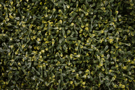 трава искусственная peperomia 100х100