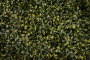 трава искусственная peperomia 100х100