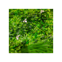 трава искусственная trifolium mix 100х100