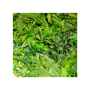 трава искусственная hedera mix 100х100